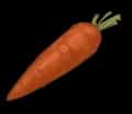 carrot